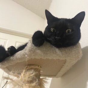 Ddaced8263a033bbce92ec48539168d3