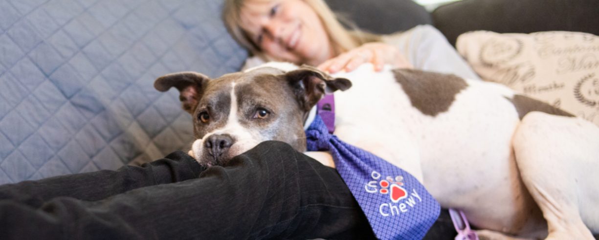 Dogfosterresources Banner