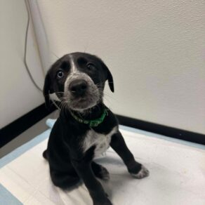 E61cdc18fd2d9772904d6ee012749e55