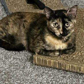 E66bb10ce212861134de970427314e93