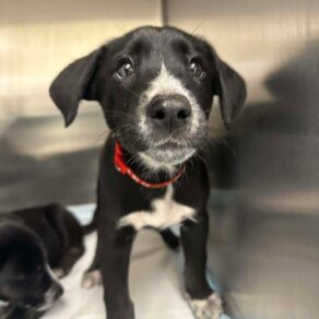 Ecf4d96a344d61a88cc48f60181d25a7