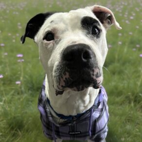 Fa61dc804908a560c0dc56e37cacb43e