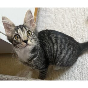 Feda42506963c9417c0bbbafae5e01f1