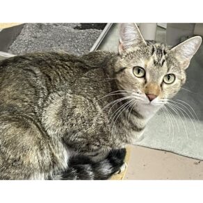 Ffcfd32e61b6aac7b555bf0c51100b72