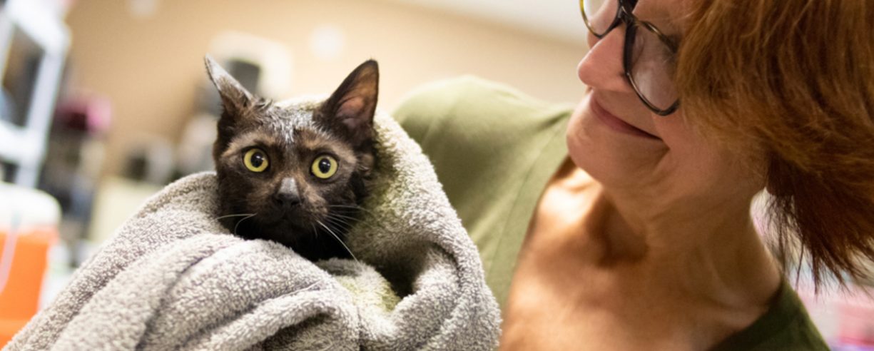 Found Animals Banner