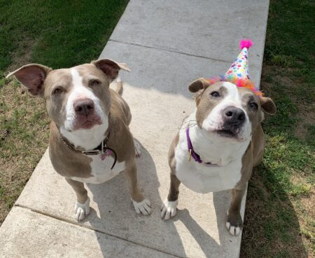 Girly and bela adoption hat celebration together