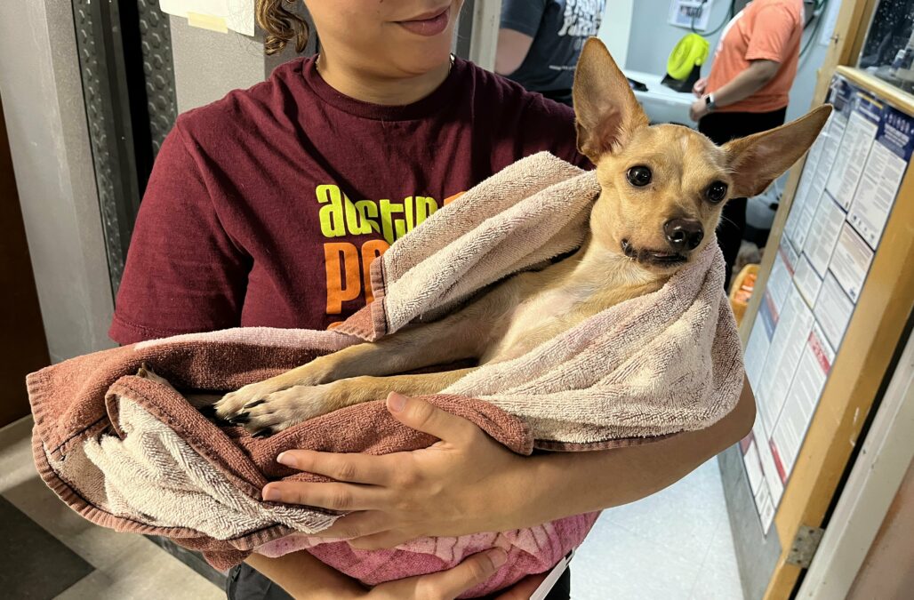 Jaws held like a baby by APA vet tech