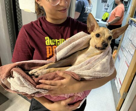 Jaws held like a baby by APA vet tech
