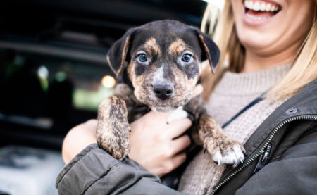 Puppy being held