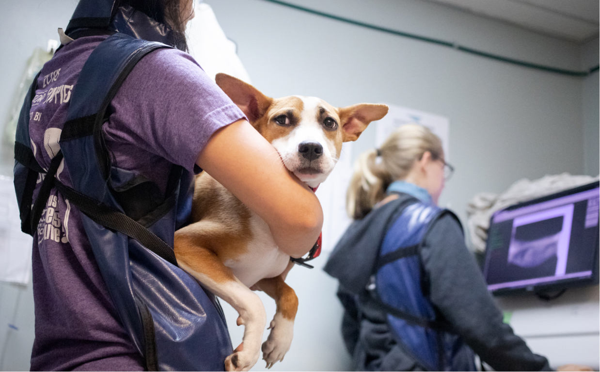 Medical Triage Program Banner
