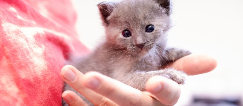 Neonatal kitten
