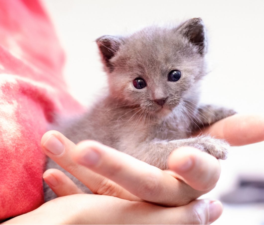 Neonatal kitten