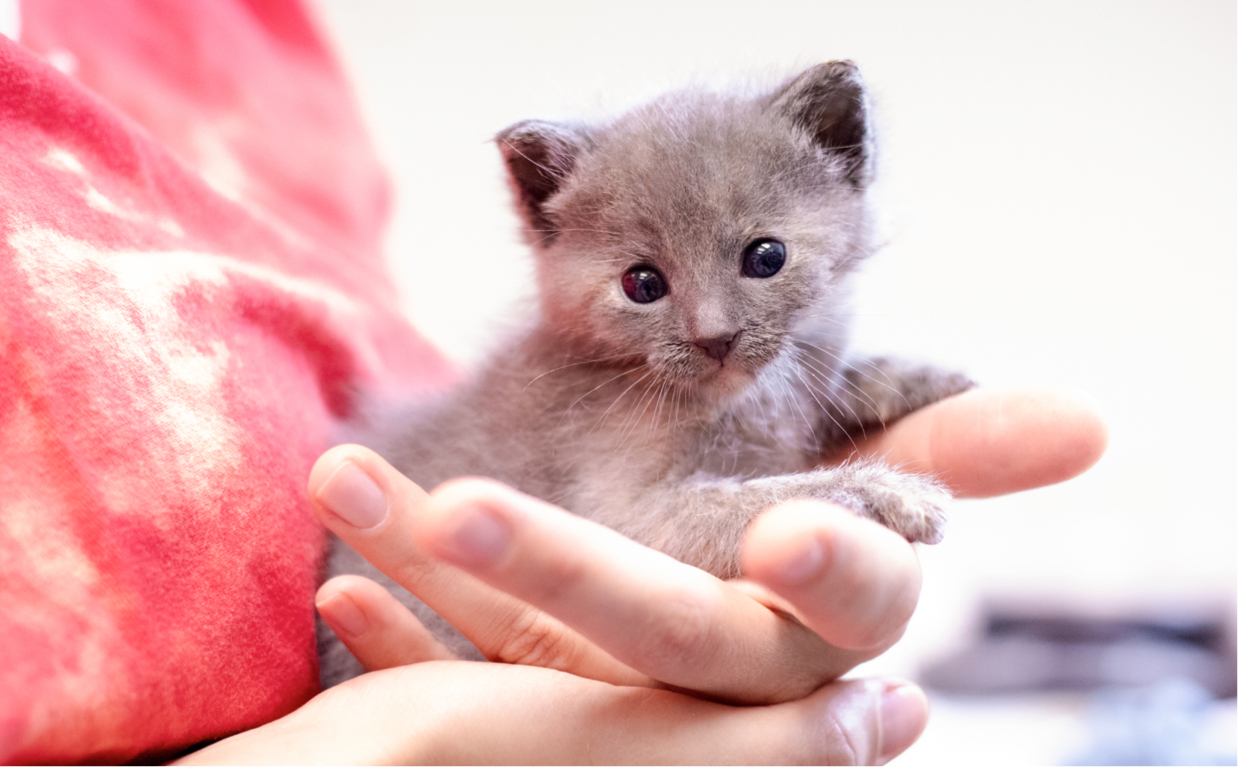Neonatal Kitten Program Banner