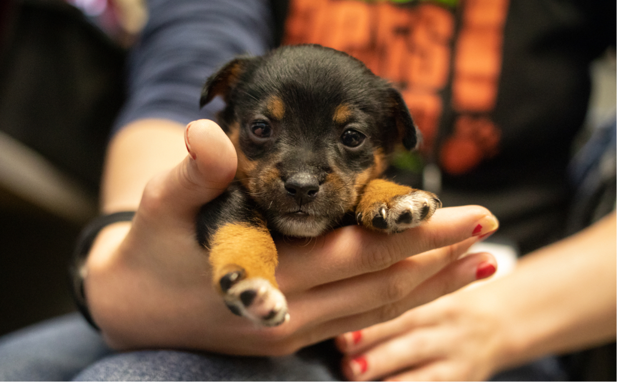 Parvo Puppy Icu Program Banner