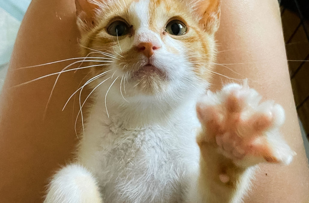 Screen Shot 2021 11 17 at 5 19 57 PM