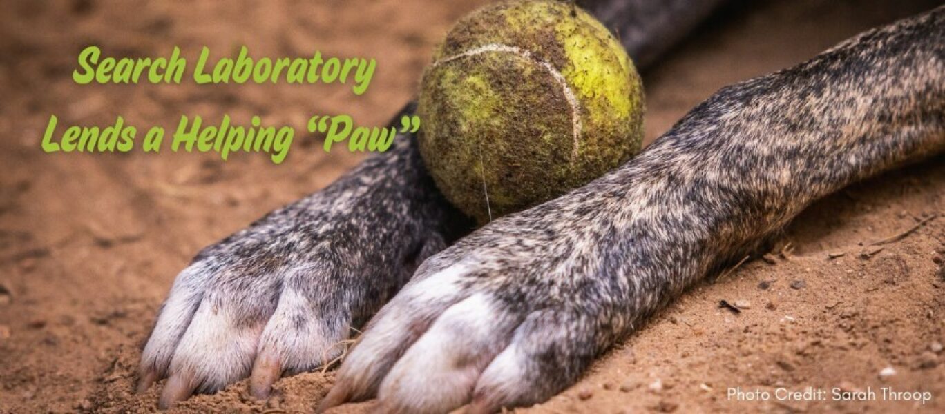 Search Laboratory Support png