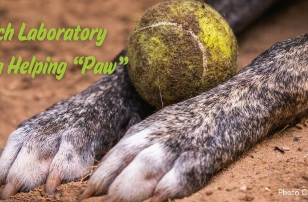 Search Laboratory Support png