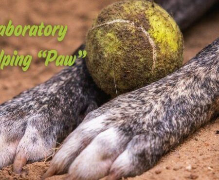 Search Laboratory Support png