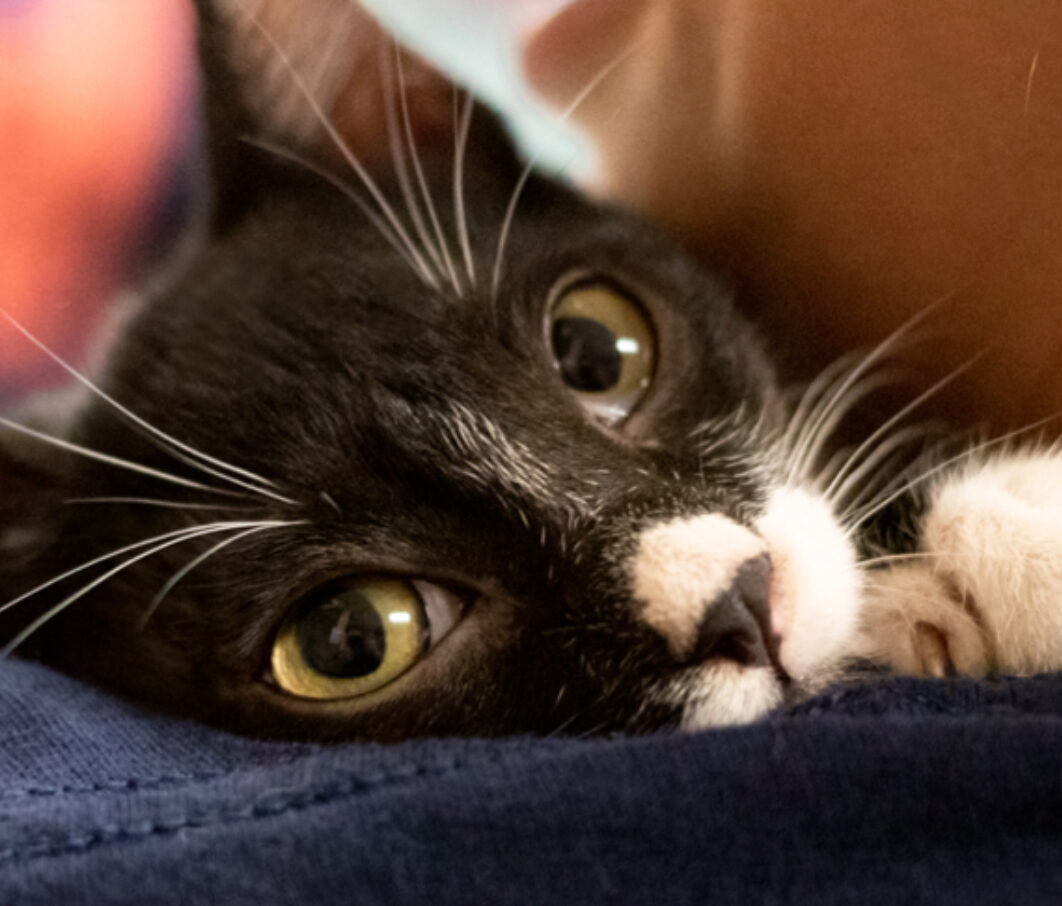 Shopforacause Banner