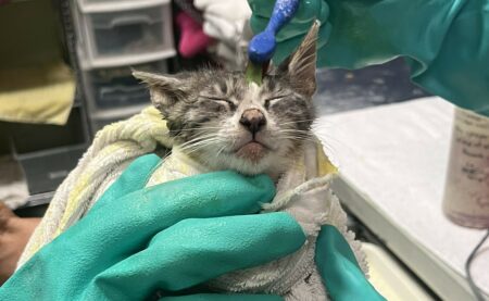 Specialty Cat Fund SM