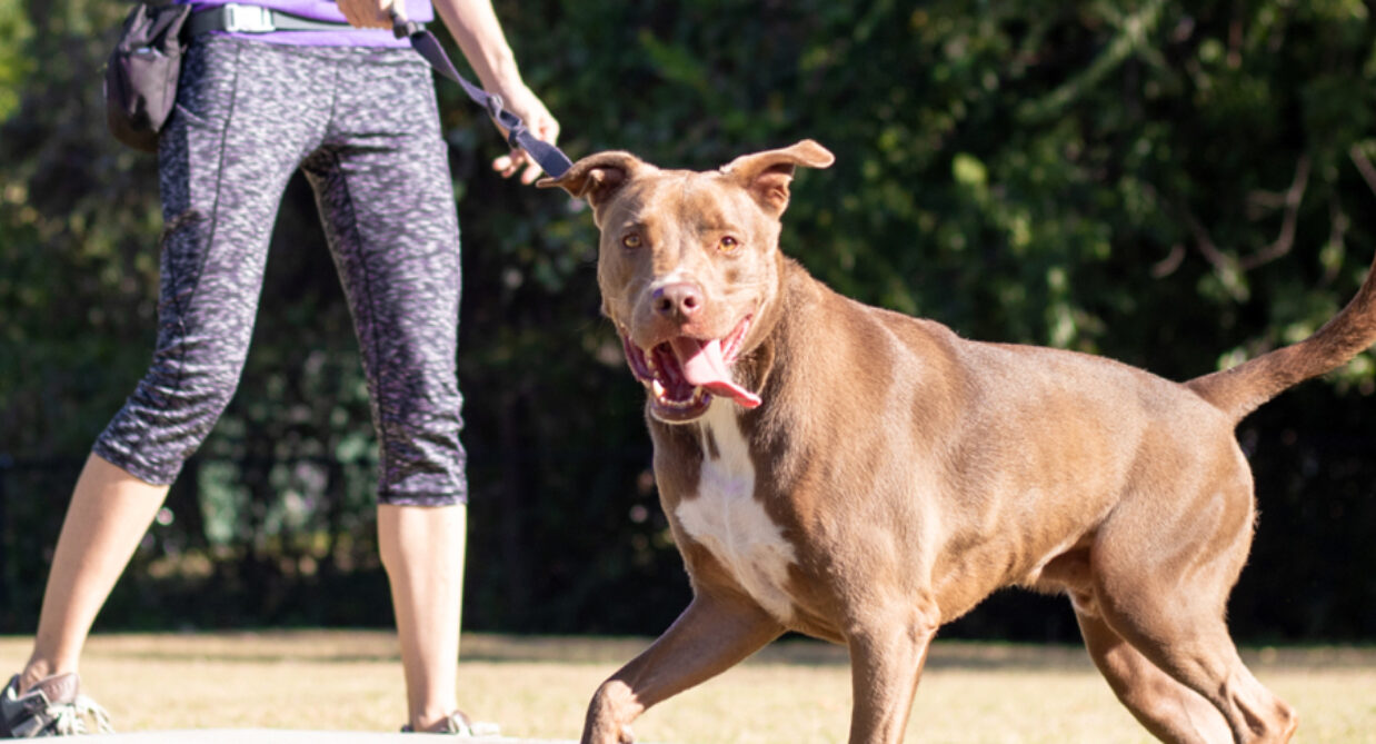 Volunteer Requirements Banner