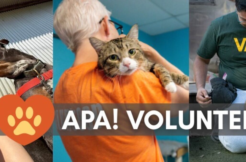 Volunteer Week Blog Banner 1 png