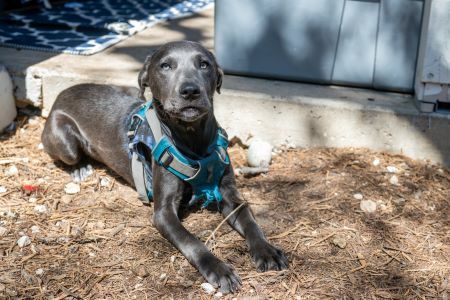 Dog Misunderstood Image