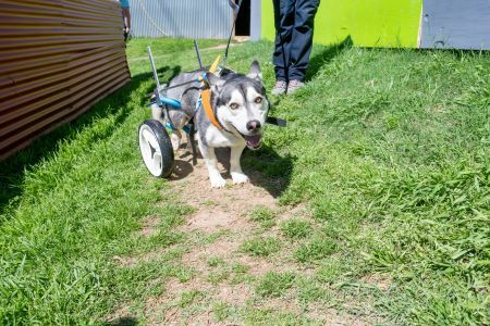 Dog Wheelchair