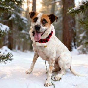 03158e8a3a958b678ef510079f9bf8f5