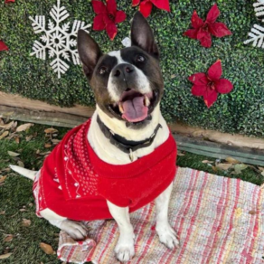 0cb7c18c580e94c8b03547292261e373