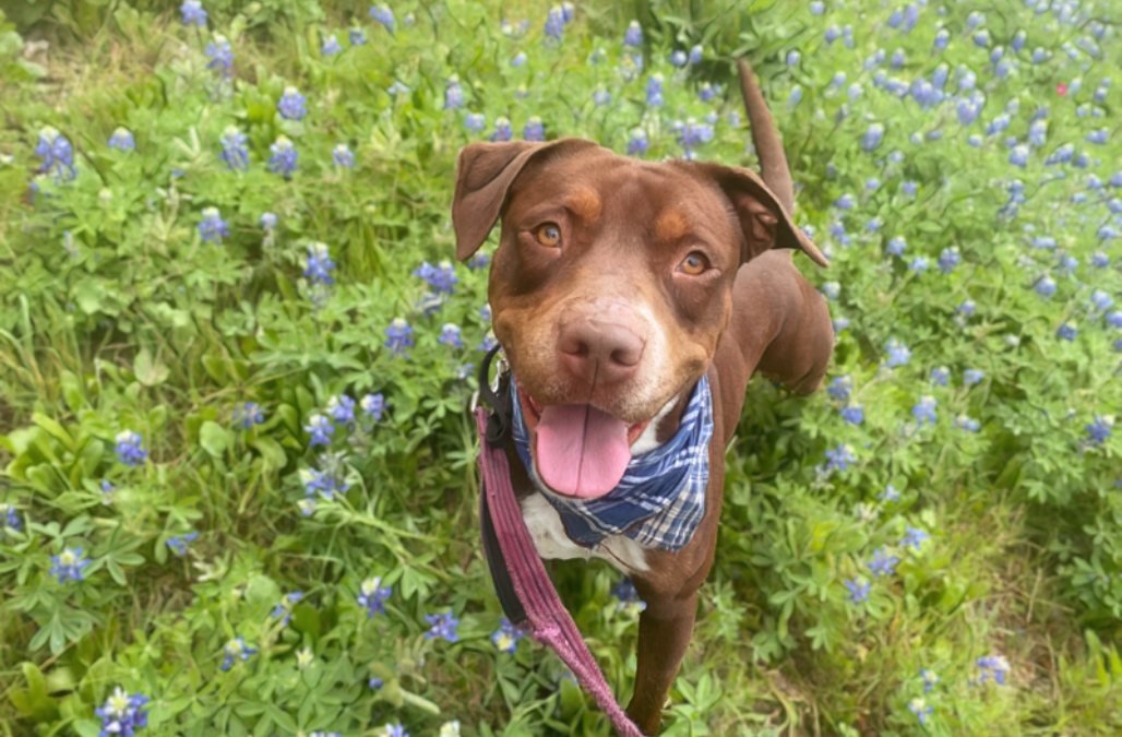 2023 04 01 21 03 46 jenn apadogs gmail com Annette 116945 758 E7 B48 4473 4 DE0 BA9 F F9 C523 AAA8 F0