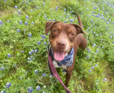 2023 04 01 21 03 46 jenn apadogs gmail com Annette 116945 758 E7 B48 4473 4 DE0 BA9 F F9 C523 AAA8 F0