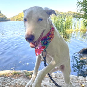 261b428ed1c800f230ed8b3f4c1bf521