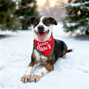 527ec4d711bf323465806ca31ac12be0