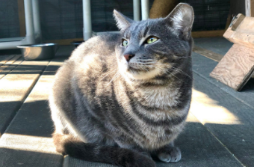 Adopter Newsletter Minis