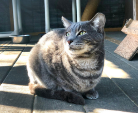 Adopter Newsletter Minis