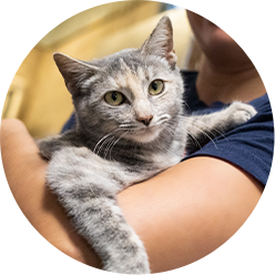 Companion Catfoster Icon