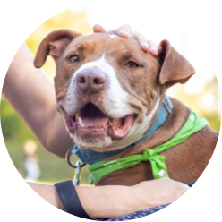 https://www.austinpetsalive.org/uploads/thumbnails/dog_program_thumb.png