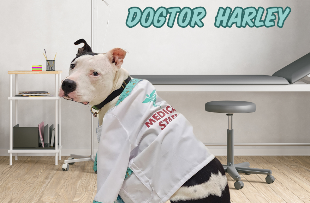 Dogtor Harley