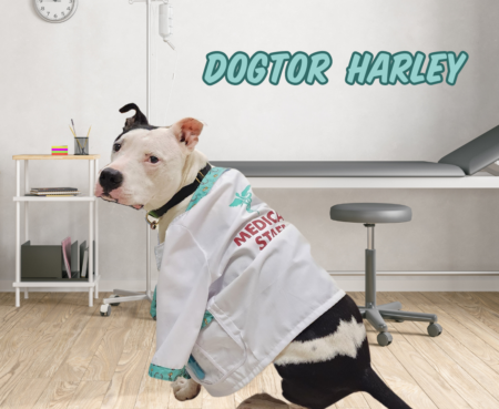 Dogtor Harley