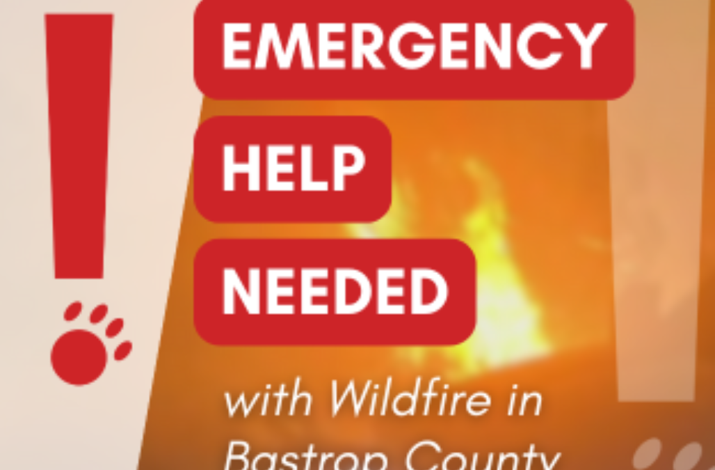 Emergency bastrop fire blog thumbnail