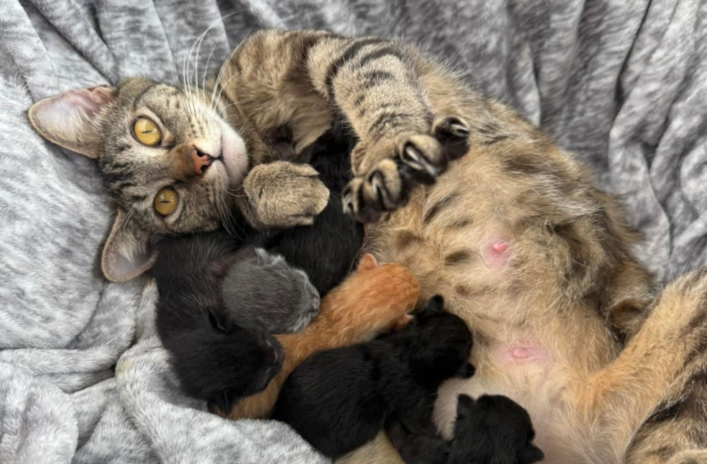 Expectant Moms Program Postcard copy