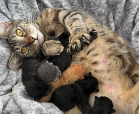 Expectant Moms Program Postcard copy