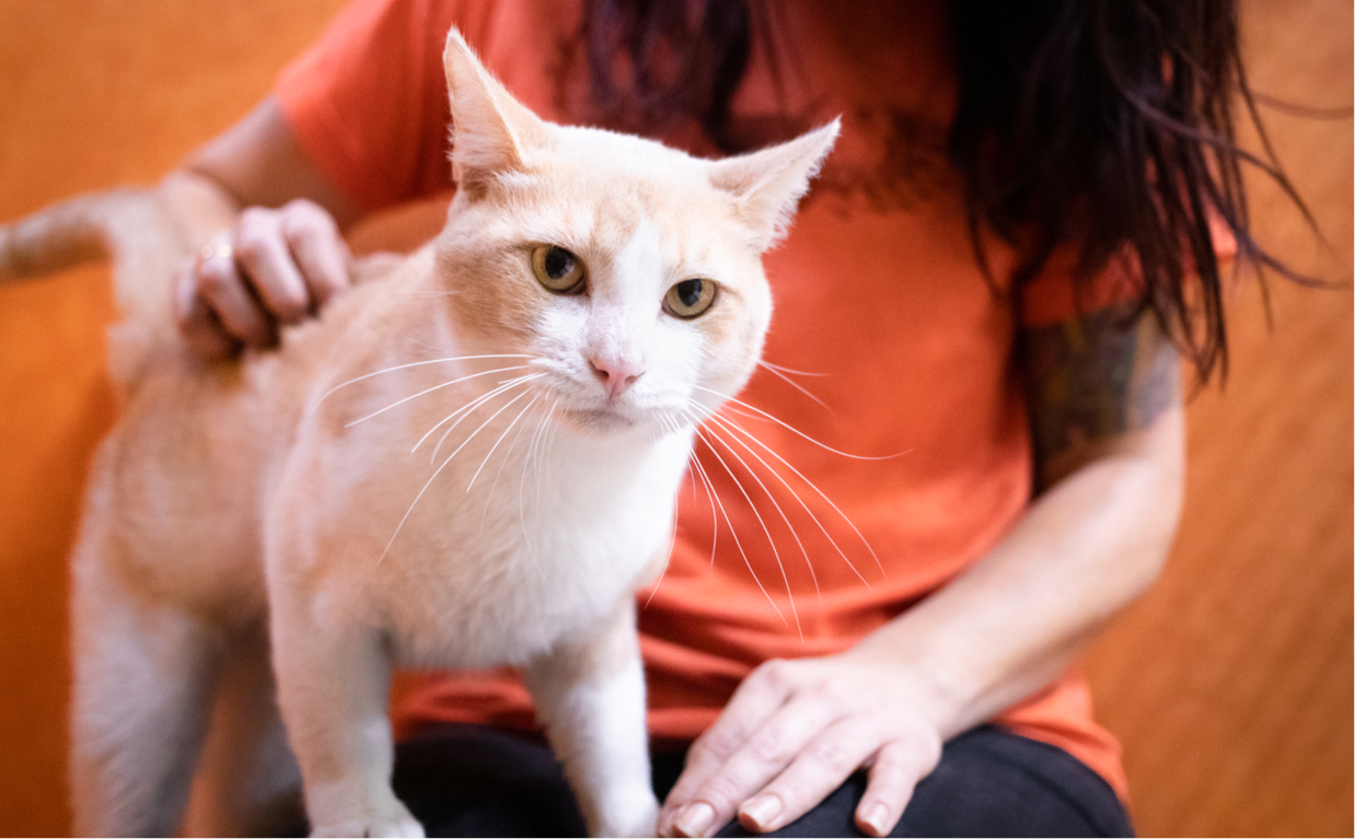 Feline Leukemia Program Banner