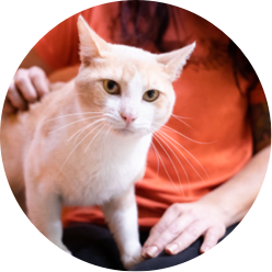 Feline Leukemia Adoption Center Thumb