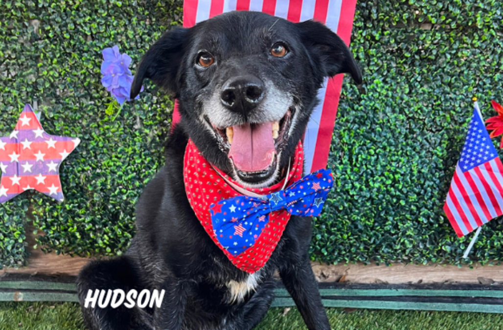 Fireworks Promo Blog Banner3