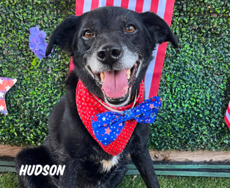 Fireworks Promo Blog Banner3