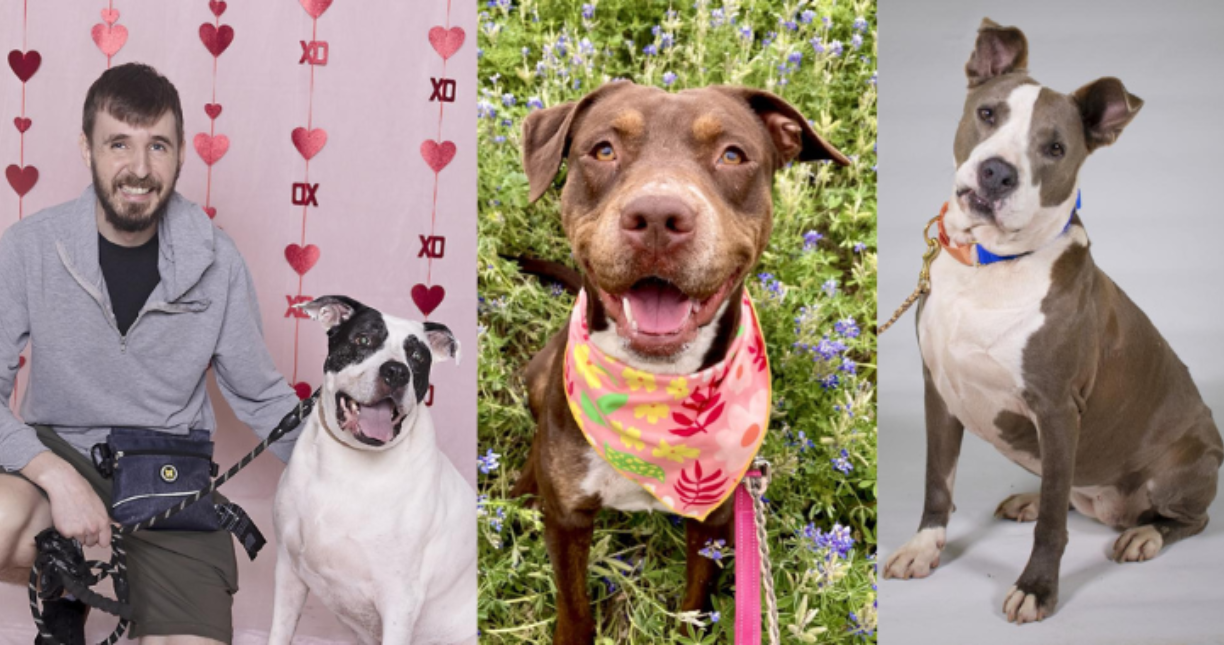 Five Star Foster Banner