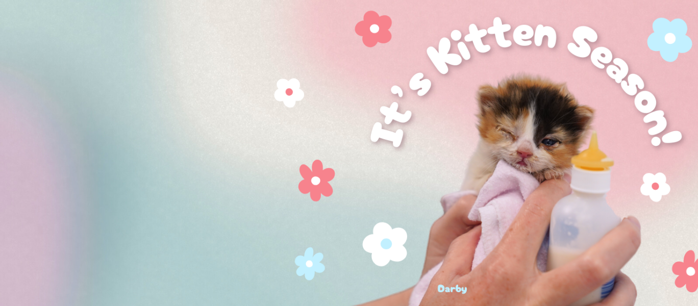 Kitten Season Banner