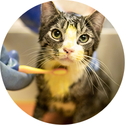 Medical Volunteer Icon